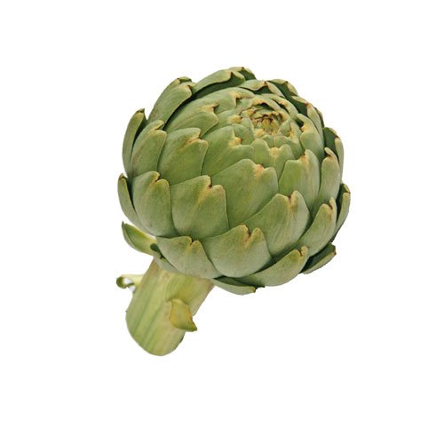 CAMUS ARTICHOKE