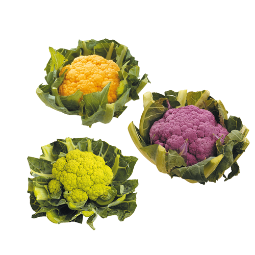 Cauliflower, coloured mixed cauliflower MIXED PACKAGE