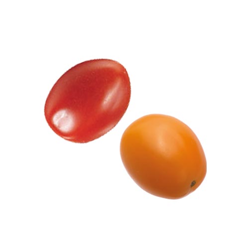 TOMATO DUO RED AND ORANGE PIGEON HEARTS