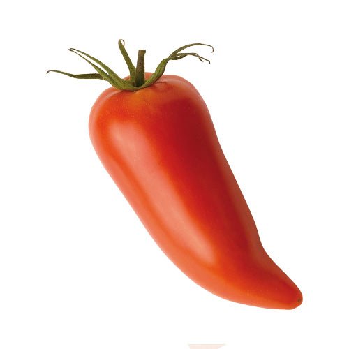 CORNUE TOMATO