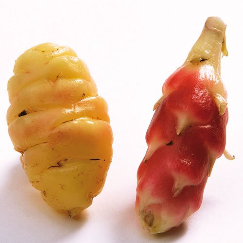 NEW ZEALAND YAM (OCA)