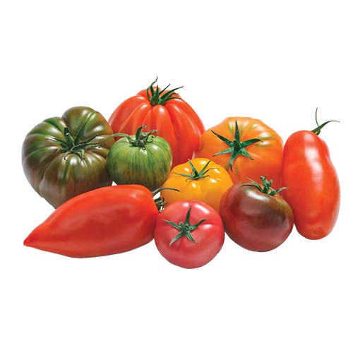 SAVEURS D’ANTAN TOMATO